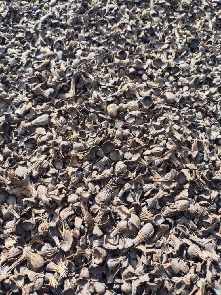 Palm kernel shell biomass fuel